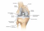 ALL (anterolateraal ligament) FC Kruisband